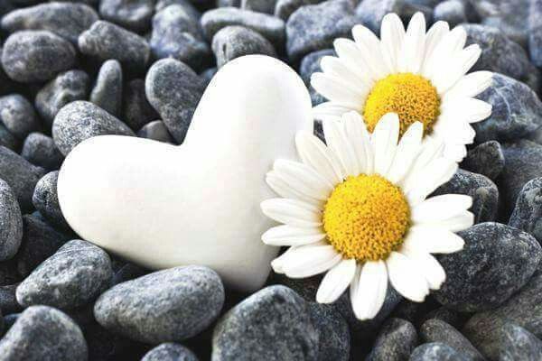 daisy flowers on rocks beside a white heart