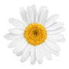 daisy-flower-bullet